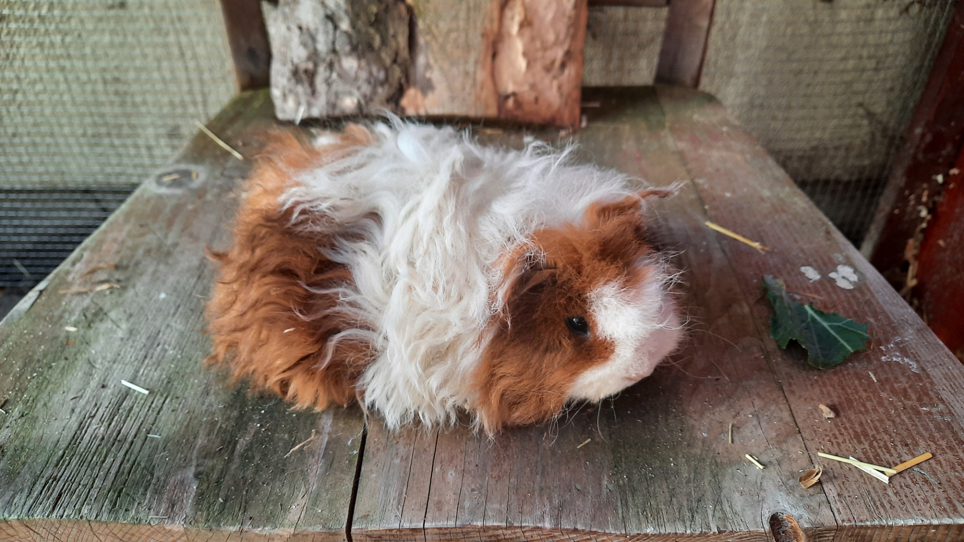 Meerschweinchenböckchen