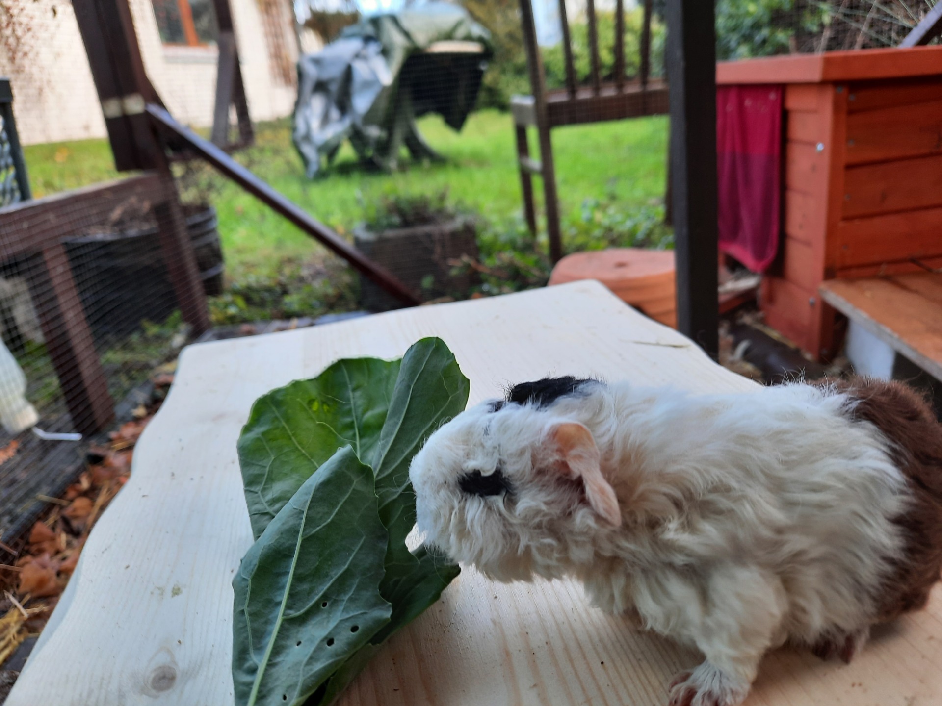 Meerschweinchenbaby