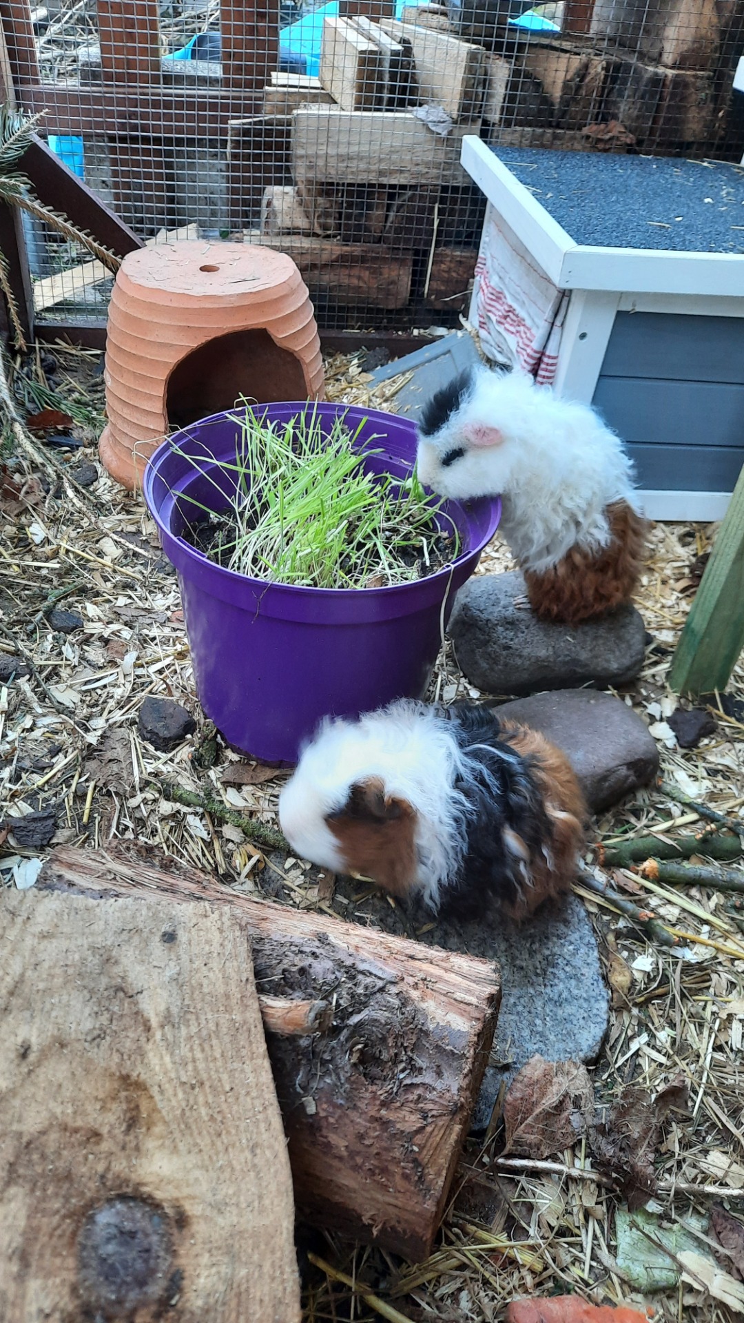 Meerschweinchen Beschäftigung 